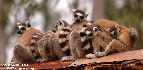 Ring-angebundene lemurs halten warm 