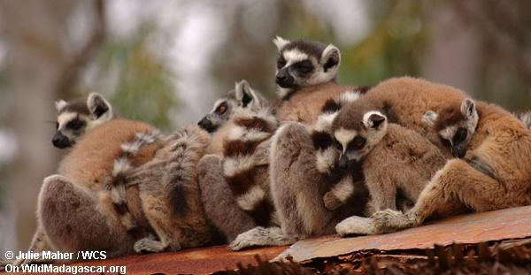 Ring-angebundene lemurs halten warm