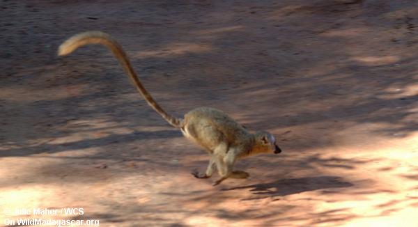 Rot-konfrontierter brauner lemur Betrieb