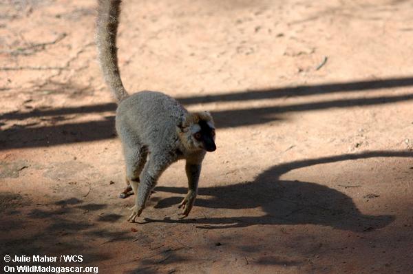 Rot-konfrontierter brauner lemur Betrieb