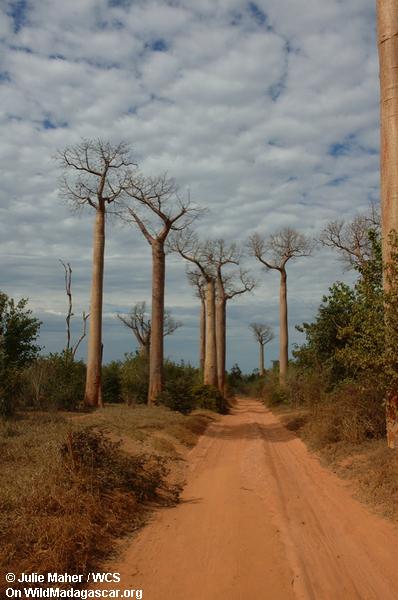Baobabs de bord de la route