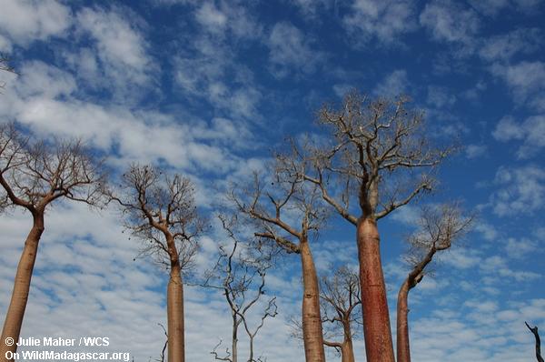 Baobabs de bord de la route