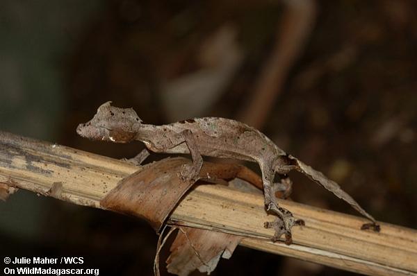 Gecko de Uroplatus