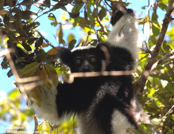 Indri lemur