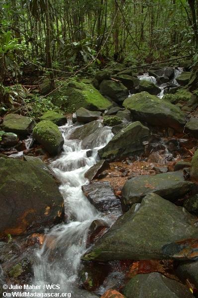 masoala半島の熱帯雨林の小川