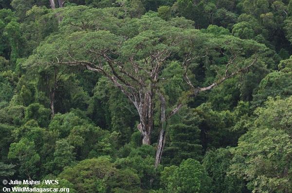 masoala熱帯雨林