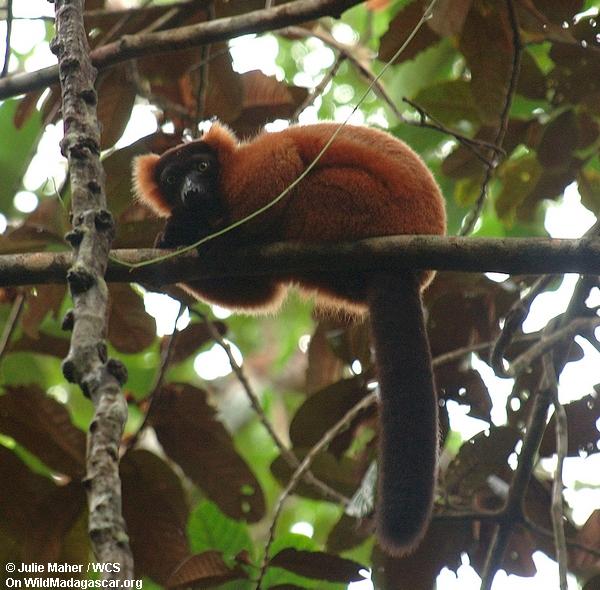 Rot-getrumpftes lemur