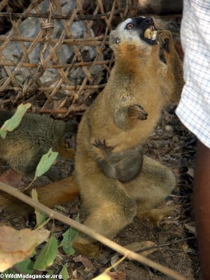 Rot-konfrontiertes braunes lemur, das vom Touristen eingezogen wird