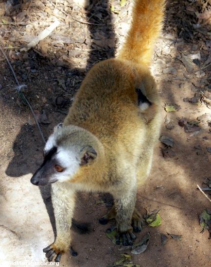 Rot-konfrontiertes braunes lemur mit Baby