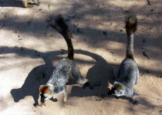 Paar Rot-konfrontierte braune lemurs auf dem Boden