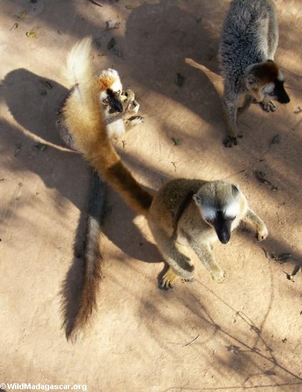 Stehende Rot-konfrontierte braune lemurs