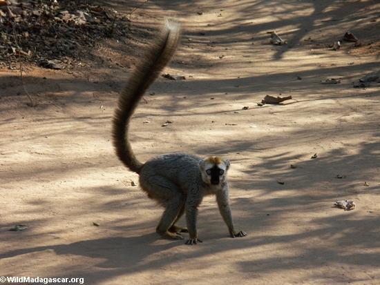 Perfil Kirindy, Madagascar