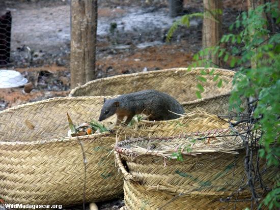 Mungotictis decemlineata mongoose raiding trash heap(Kirindy)