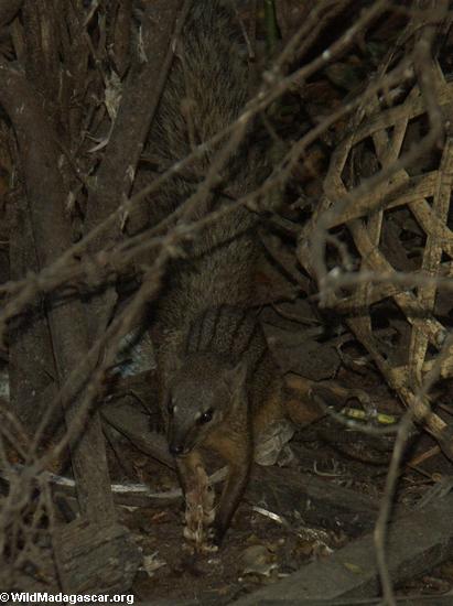 Mungotictis decemlineata (Ten striped mongoose)(Kirindy)