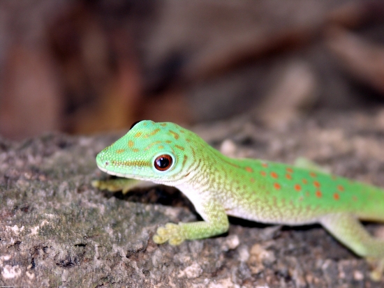 phelsuma madagascariensis Кочи