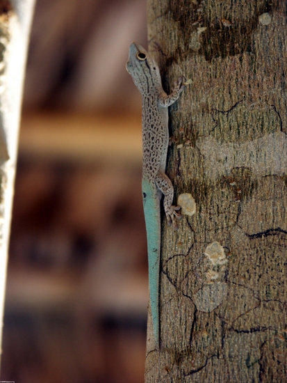 Gecko de los mutabilis de Phelsuma
