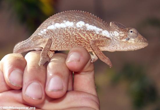 Baby oustaleti chameleon on hand (Kirindy)