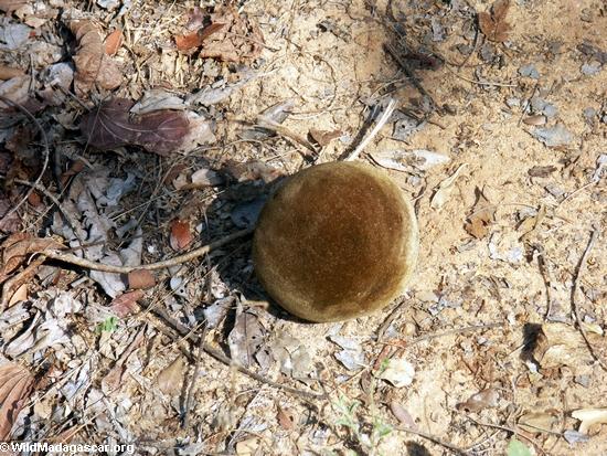 baobab fruit (Kirindy)