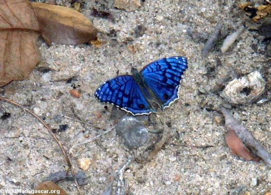 blauer Schmetterling an kirindy