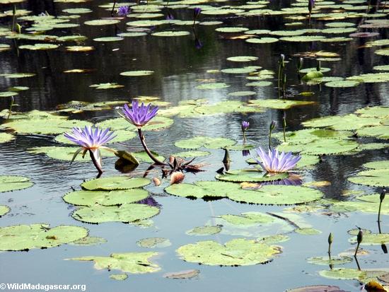 Water lily flowers (Kirindy)
