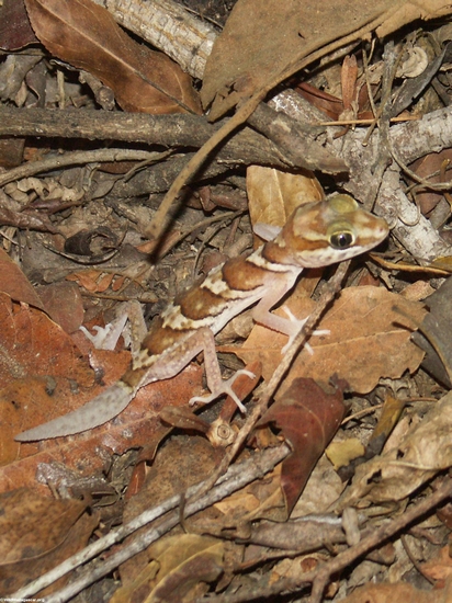 Paroedura picta gecko(Kirindy)