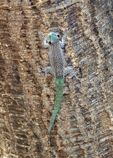 Gecko del kochi del madagascariensis de Phelsuma