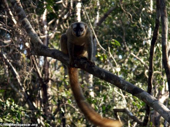 Rot-konfrontiertes braunes lemur (Eulemur fulvus rufus) im Baum