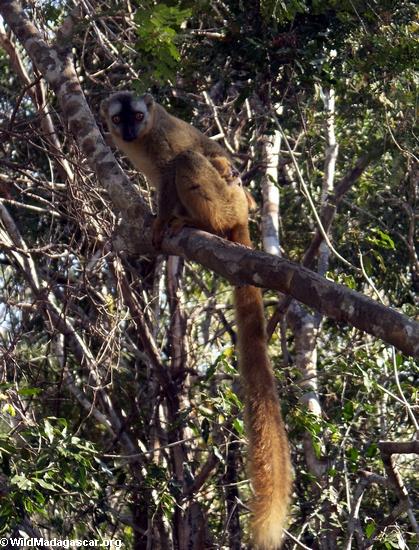 Female red-fronted brown lemur(Kirindy)