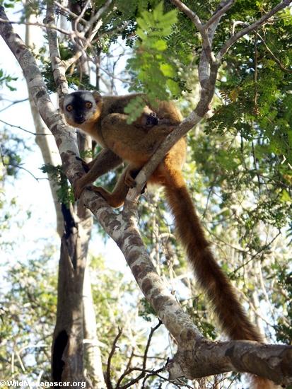 Mutter rot-konfrontierte braunes lemur