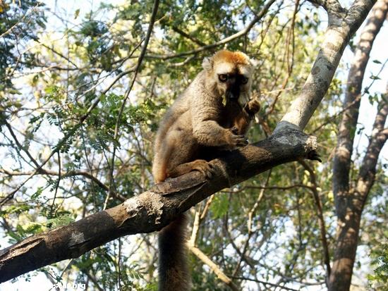 Eulemur fulvus rufus lemur in tree at Kirindy(Kirindy)