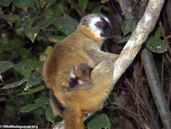 Rot-konfrontiertes braunes lemur (Eulemur fulvus rufus) mit Baby