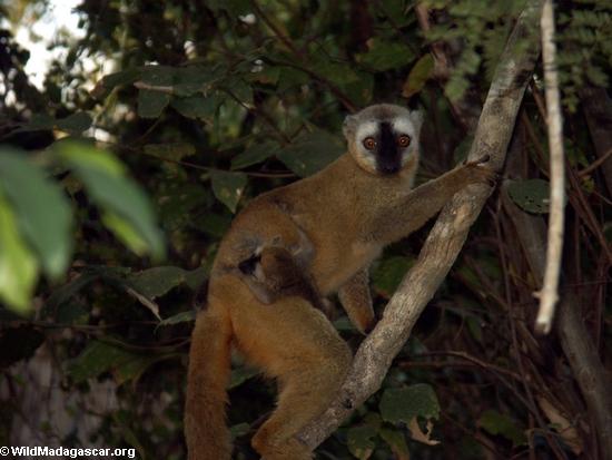 Mother red-fronted brown lemur (Eulemur fulvus rufus) with baby(Kirindy)