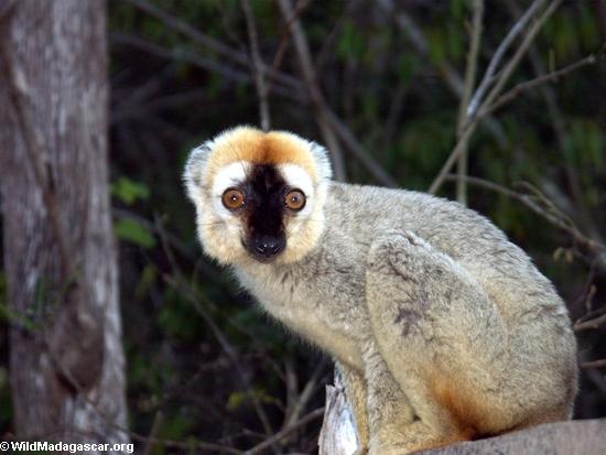Rot-konfrontiertes braunes lemur (E. fulvus rufus) im Baum