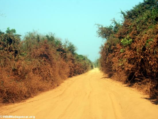 red dusty road (Kirindy)