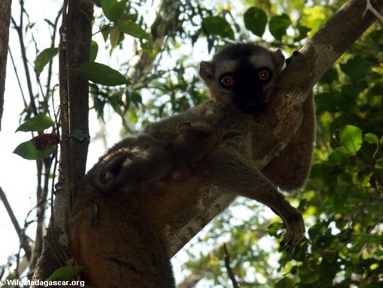 Red fronted brown lemur in tree(Kirindy)
