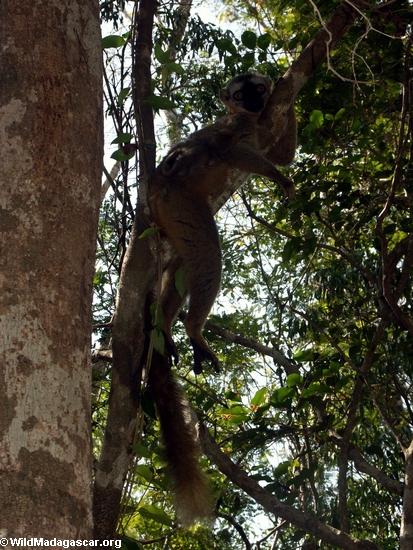 Rotes konfrontiertes braunes lemur, das im Baum stillsteht