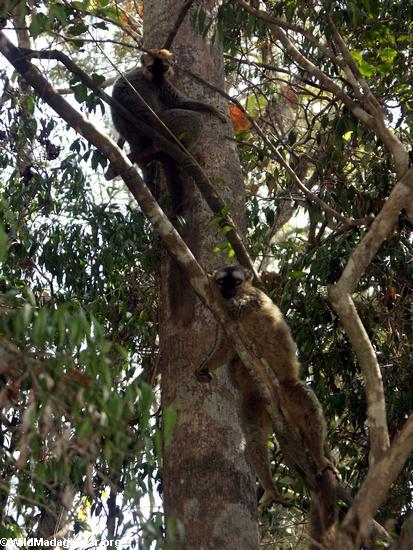 красный фронт коричневого lemurs в деревьях