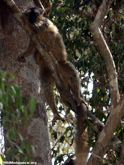 Rot-vorderes braunes lemur im Baum