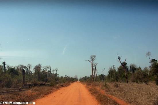 Red road near Kirindy (Kirindy)