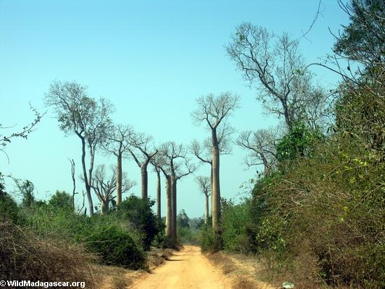 Straßenrand Baobabs
