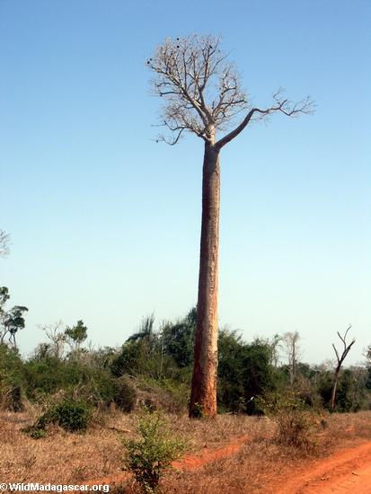 slender baobab(Kirindy)