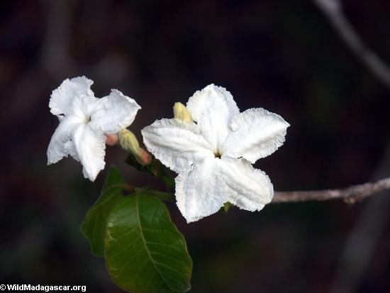 white flower (Kirindy)