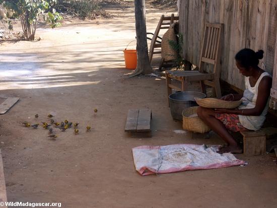 Woman culling rice grains while feeding birds (Kirindy)