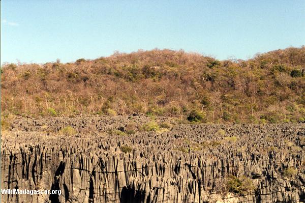 Tsingy limestone formations at Ankarana