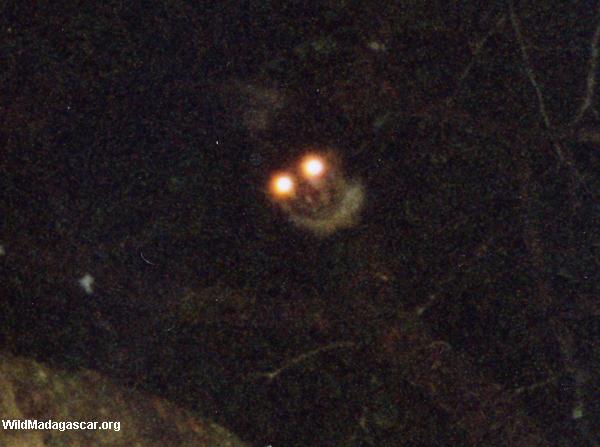 Nocturnal aye-aye lemur on Nosy Mangabe.  Eye shine visible.