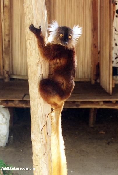 Female black lemur on post in Ampangorinana