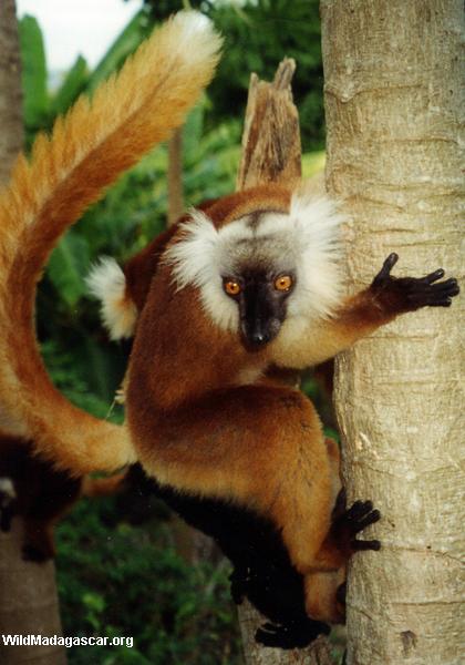 Female black lemur on papaya trunk