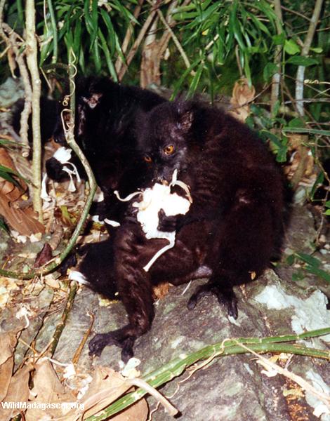 Male black lemur eating jackfruit