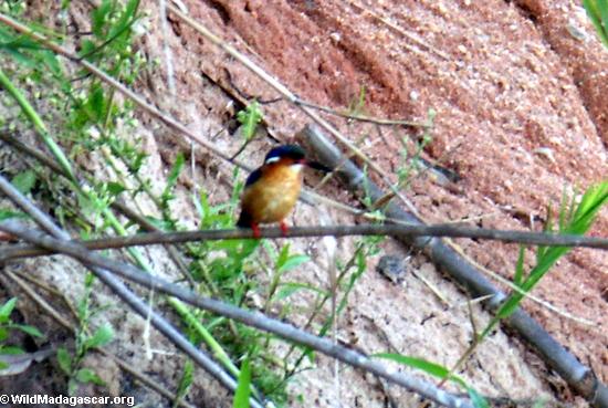 Malagasy Kingfisher  (Manambolo)