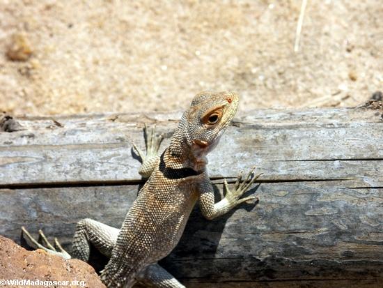 O cuvieri de Oplurus collared o lagarto do iguanid